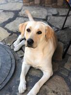 Fawn Labrador 1400€, Dieren en Toebehoren, Honden | Retrievers, Spaniëls en Waterhonden, Labrador retriever, Meerdere, Meerdere dieren