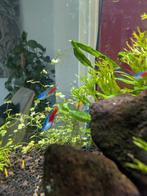 5 neon tetra's zoeken goed tehuis, Dieren en Toebehoren, Vis