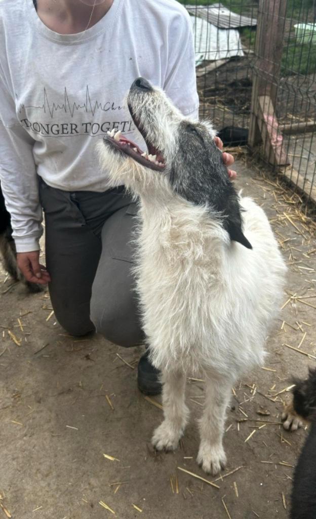 Arya zoekt baasje, Dieren en Toebehoren, Honden | Niet-rashonden, Middel, Teef, Particulier, Eén hond, Buitenland, 1 tot 2 jaar
