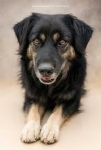 Super sociale reu zoekt warme mand, Dieren en Toebehoren, Honden | Niet-rashonden, Particulier, Rabiës (hondsdolheid), Reu, Buitenland