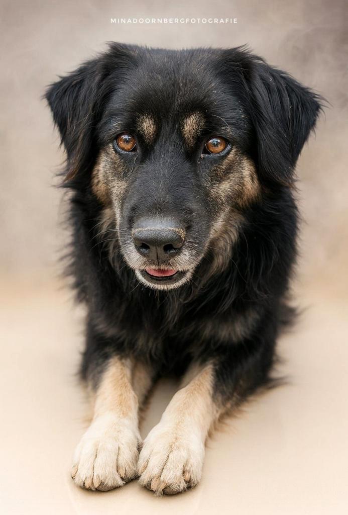 Super sociale reu zoekt warme mand, Dieren en Toebehoren, Honden | Niet-rashonden, Reu, Particulier, Eén hond, Buitenland, 3 tot 5 jaar