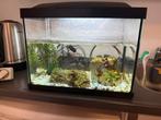 Vissen aquarium met accesoires, Ophalen of Verzenden