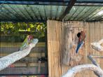 Adelaide Rosella’s, Dieren en Toebehoren, Vogels | Overige Vogels, Meerdere dieren