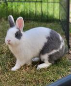 Dwergkonijn zoekt maatje, Dieren en Toebehoren, Konijnen, Vrouwelijk, Dwerg, 0 tot 2 jaar