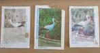 suikerzakjes ooievaar vogel avifauna hardegarijp brasschaat, Ophalen of Verzenden, Vogel, Overige typen