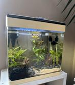 Compleet draaiend Superfish aquarium, Dieren en Toebehoren, Vissen | Aquaria en Toebehoren, Ophalen, Gebruikt, Gevuld zoetwateraquarium