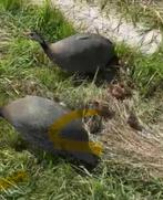 Parelhoenders kuikens wildkleur, Dieren en Toebehoren, Vogels | Overige Vogels, Meerdere dieren