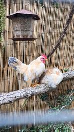 Mooi Jong Koppel Serama Kippetjes, Dieren en Toebehoren, Pluimvee, Meerdere dieren, Kip