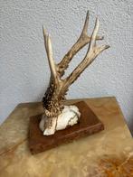 Gewei ree 20x15x22 cm, Ophalen of Verzenden, Zo goed als nieuw, Hert, Gewei of Kop