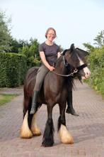 Mega mooie tinker merrie !, Merrie, Zadelmak, 3 tot 6 jaar, Recreatiepony