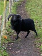 Ouessant schaap ram Manuel, Dieren en Toebehoren, Mannelijk, Schaap