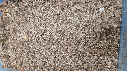 Phoenix bsf larven, Dieren en Toebehoren, Insecten en Spinnen