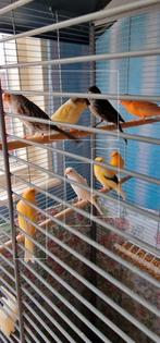 Grote kooi plus 5 kanaries in goede staat, Dieren en Toebehoren, Meerdere dieren, Wildzangvogel, Tam