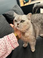 silver shaded britse korthaar poes, Dieren en Toebehoren, Katten en Kittens | Raskatten | Korthaar, Poes, Gechipt