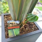 Strelitzia augusta, Ophalen, 200 cm of meer, Overige soorten, Halfschaduw