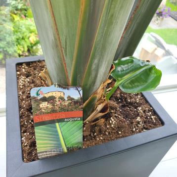 Strelitzia augusta beschikbaar voor biedingen