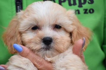 Maltipoo pups nieuw nestje beschikbaar voor biedingen