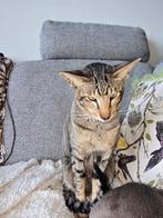 Dekkater Oosterse Korthaar NIET TE KOOP