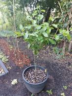 Appel boom Malus Domestica Braeburn 96 cm hoog, Tuin en Terras, Planten | Fruitbomen, Ophalen, Minder dan 100 cm, Lente, Volle zon