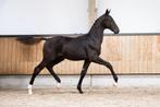dressuur hengstveulen Lamborghini x Gribaldi uit sportmerrie, Dieren en Toebehoren, Paarden, Niet van toepassing, Dressuurpaard