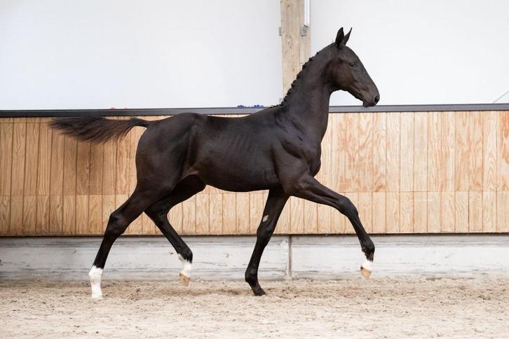 dressuur hengstveulen Lamborghini x Gribaldi uit sportmerrie, Dieren en Toebehoren, Paarden, Hengst, Niet van toepassing, 170 tot 175 cm