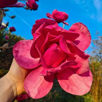 Magnolia Felix Jury / nieuw ‼️‼️/ zeer grote bloemen beschikbaar voor biedingen