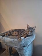 Russisch Blauwe (tabby), 9 maanden, poesje, Poes, 0 tot 2 jaar