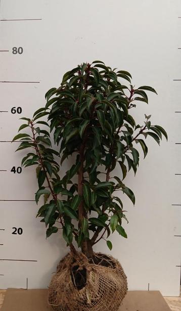 Prunus lusitanica 60 centimeter   beschikbaar voor biedingen
