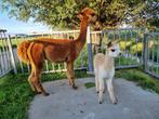 Drachtige bruine merrie alpaca met fawn bonte hengstveulen, Juni, Vrouwelijk