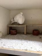 Zware bastaard doffer, Dieren en Toebehoren, Vogels | Duiven