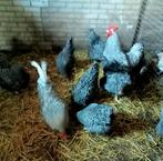 Broedeieren, Dieren en Toebehoren, Pluimvee, Geslacht onbekend, Kip