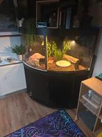 Hoebak terrarium alles erop en eraan + baby haakneus slang!, Dieren en Toebehoren, Reptielen en Amfibieën | Toebehoren, Ophalen