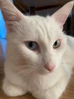 Speciale witte kater zoekt een nieuwe thuis!, Dieren en Toebehoren, Katten en Kittens | Raskatten | Langhaar, Kater, Gechipt, 6 jaar of ouder