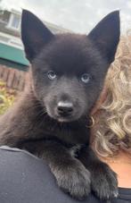 Pomsky pups f3 met EPR stamboom, CDV (hondenziekte), 8 tot 15 weken, Poolhond, Meerdere
