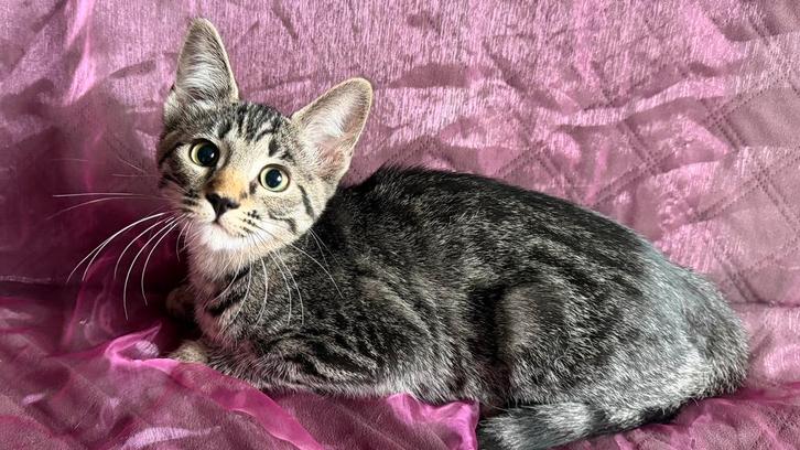 Ragdoll/Snow Bengaal kittens voll. geënt en gechipt, Dieren en Toebehoren, Katten en Kittens | Overige Katten, Kortharig, Meerdere dieren