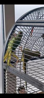 2 koppels halsband parkieten, Dieren en Toebehoren, Vogels | Parkieten en Papegaaien, Meerdere dieren, Parkiet