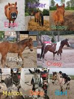 Verzorger(s) gezocht, Diensten en Vakmensen, Dieren | Paarden | Verzorging, Oppas en Les, Verzorging of Verzorgpony's