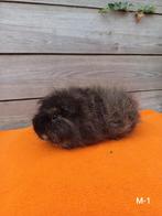 Te koop: Beer - Ch Teddy (Zwart Créme), Dieren en Toebehoren, Cavia, Juni, Mannelijk, Tam