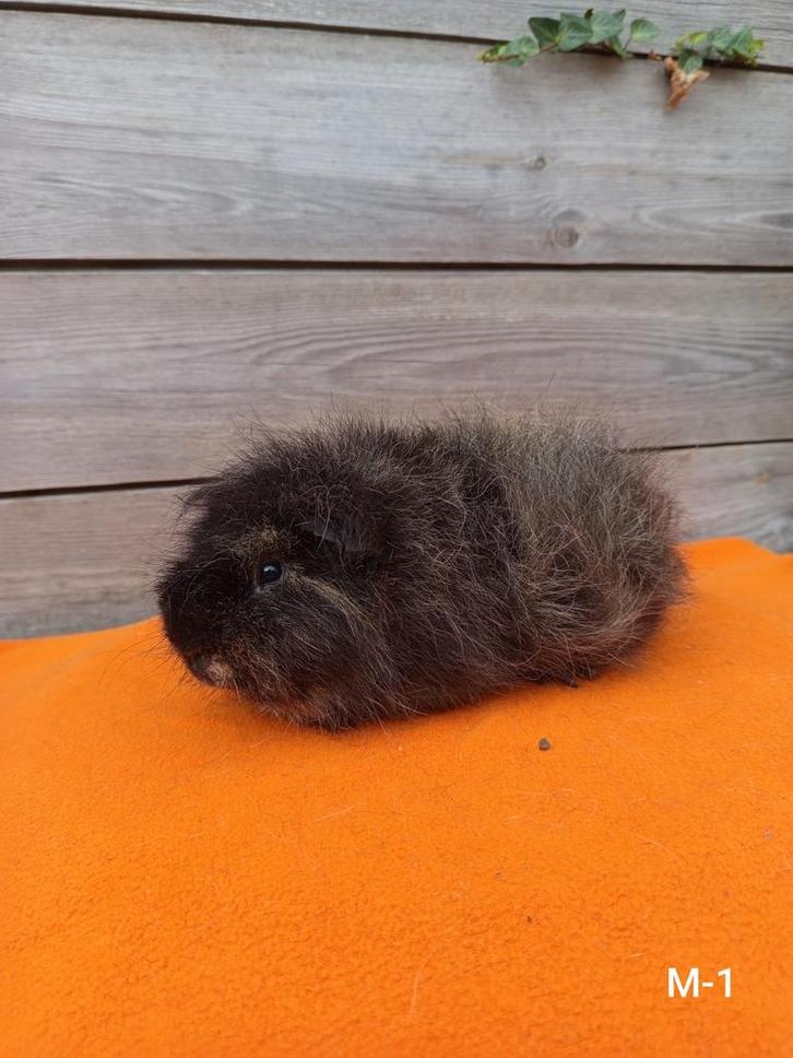 Te koop: Beer - Ch Teddy (Zwart Créme), Dieren en Toebehoren, Knaagdieren, Mannelijk, Cavia, Juni, Tam