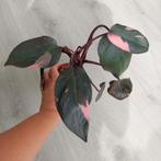 Philodendron Pink Princess plant +baby plant erbij, Ophalen of Verzenden, Overige soorten, Minder dan 100 cm