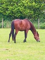 T K 3 jarige Hackny merrie., Dieren en Toebehoren, Pony's, Merrie, Recreatiepony