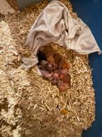 Hamsters, Dieren en Toebehoren, September, Geslacht onbekend, Hamster
