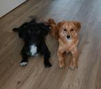 Lieve hondjes zoeken een gouden mandje, Dieren en Toebehoren, Rabiës (hondsdolheid), Meerdere, Meerdere dieren, Klein