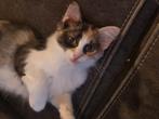 75% mainecoon kittens 4 poesjes, Kater, Ontwormd