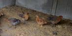 3 grijs bruine jonge hanen te koop, Dieren en Toebehoren, Pluimvee, Mannelijk, Kip
