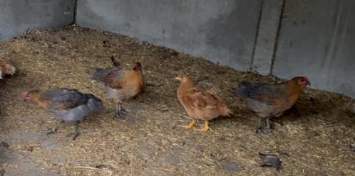 3 grijs bruine jonge hanen te koop, Dieren en Toebehoren, Pluimvee, Kip, Mannelijk