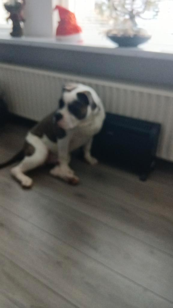 Te koop amerikaanse bulldog, Dieren en Toebehoren, Honden | Niet-rashonden, Groot, Reu, Particulier, Eén hond, Nederland, 15 weken tot 1 jaar