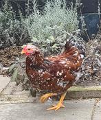 Te koop Wyandotte kriel rood porcelein haantje, Dieren en Toebehoren, Pluimvee, Mannelijk, Kip