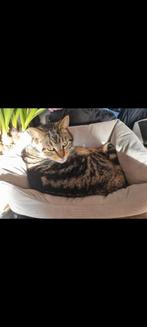 Gouden mandje gezocht voor kat Billy, Dieren en Toebehoren, Katten en Kittens | Overige Katten, Kater, 3 tot 5 jaar