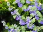 10 rijkbloeiende vlinderplanten Caryopteris, Ophalen, Overige soorten, Struik, Minder dan 100 cm